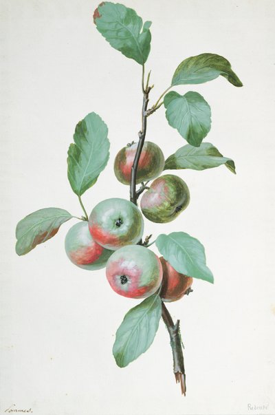 Äpfel von Pierre Joseph Redouté